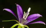 Florida bellflower